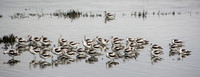 American Avocets (Recurvirostra americana)