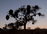 Valley Oak & Moon before Sunrise