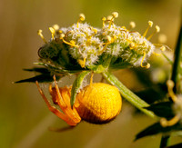 3/14/2017 Traversing Jasper Ridge: Evanescent Mistletoe, Crab Spider, Cedar Waxwings, Deer Topiary, and Much More