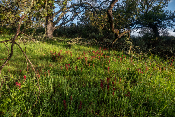 Warriors' Plume (Pedicularis densiflora)