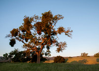 Moonset, Valley Oak, Mistletoe at Dawn