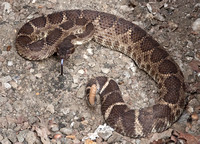 Rattlesnake near Sun Docent Center