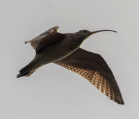 Shorebird in Flight