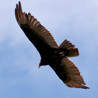 5/4/2012 Circling Vulture & Terns