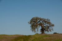 Lonely Oak