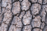 Bark of Lonely Valley Oak