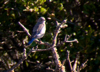 Juvenile Western Bluebird (Sialia mexicana)