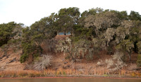 Oaks with Lace Lichen, Searsville Lake Shoreline