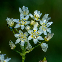 Fremont's Star Lily (Toxicoscordion fremontii)