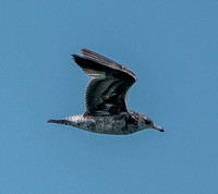 Gull in Flight