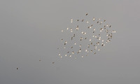 Sandpipers? in Flight