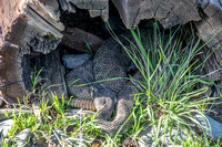 Northern Pacific Rattlesnake (Crotalus oreganus oreganus) at Rest