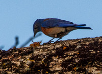 Male Western Bluebird (Sialia mexicana) Worries Insect