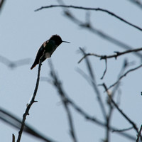 Hummingbird on Perch
