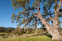 Visitors' Oak in Springtime