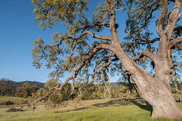 Visitors' Oak in Springtime