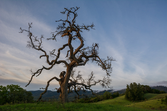 Phainopepla Tree at Sunrise