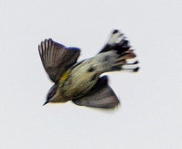 12/16/2024 Mixed Flock Snatches Insects in Flight