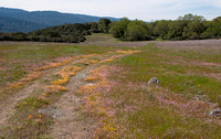 4/1/2011 Spring Flowers in Serpentine Grasslands