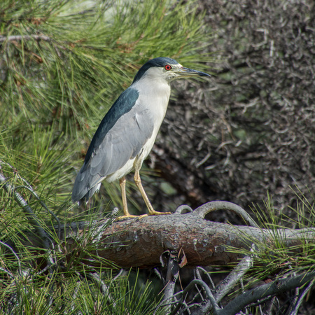 Black-crowned Night Heron (Nycticorax nicticorax)