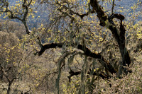 California Lace Lichen -- aka Spanish Moss (Ramalina menziesii) on Valley Oak (Quercus lobata)