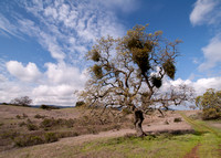 Valley Oaks (Quercus lobata) along Road F