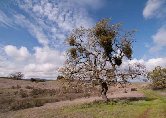 Valley Oaks (Quercus lobata) along Road F