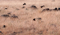 Blackbirds Landing in Grasslands