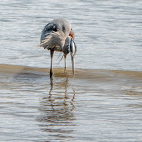 Great Blue Heron (Ardea herodias), Fishing