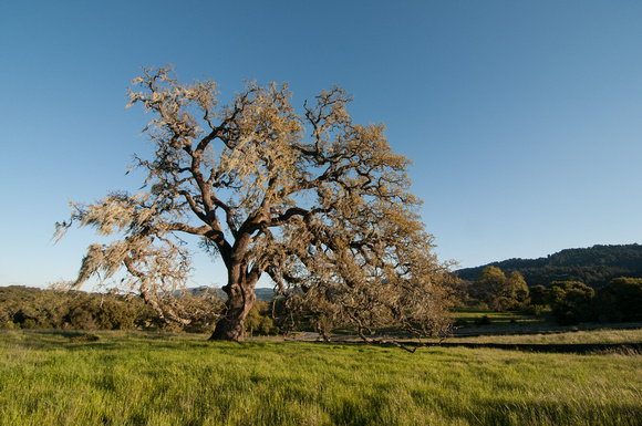 Visitors' Oak in Springtime