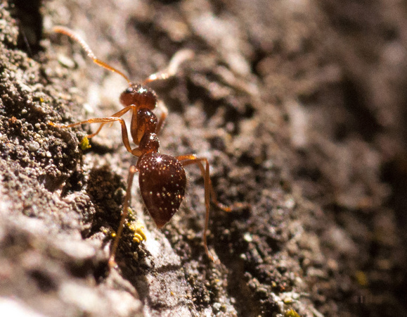Winter Ant (Prenolepis imparis)