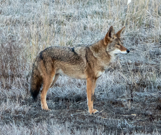 Male Coyote watches his Mate