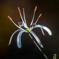 6/6/2024 Magical Evening: Soap Plant Blossoms