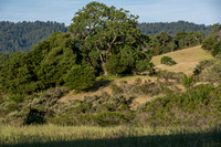 Jasper Ridge Ecosystems -- with Deer