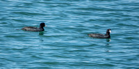 American Coots (Fulica americana) (?)