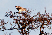 White-tailed Kite (Elanus leucurus) with Prey