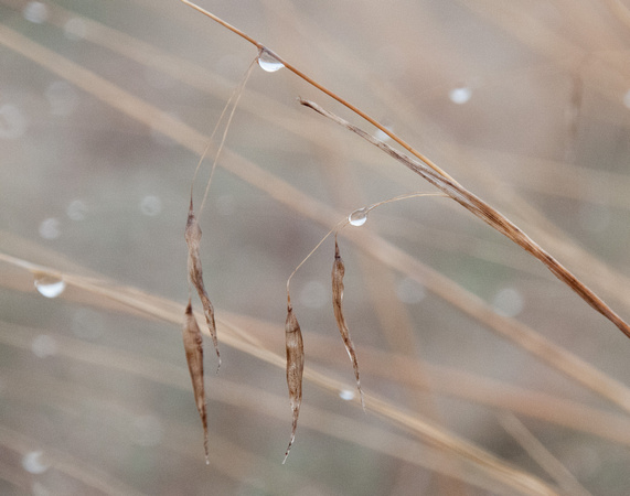 Dewdrops in Grassland