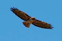 Red-tailed Hawk Soars