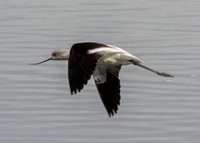 American Avocet (Recurvirostra americana) in Flight