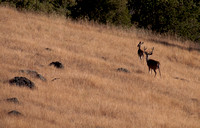Buck & Doe in Grasslands