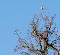 Singing Western Bluebird (Sialia mexicana) shares a tree with an American Kestrel (Falco sparverius)