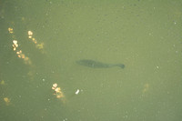Fish in Searsville Lake