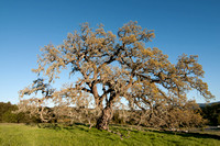 Visitors' Oak in Springtime