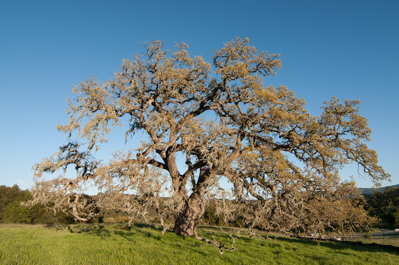 Visitors' Oak in Springtime