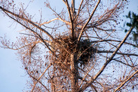 Nest of Red-tailed Hawk