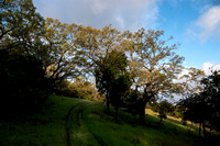 Sunny Morning for Birding