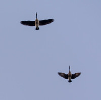 Canada Geese (Branta canadensis) Overhead