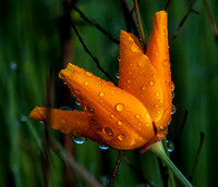 California Poppy (Eschscholzia californica) with Raindrops