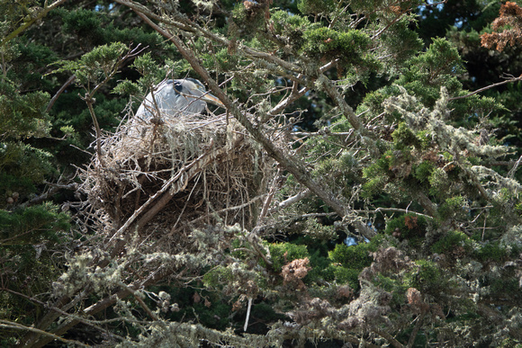 Great Blue Heron (Ardea herodias), in Nest