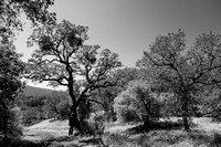 Oak Woodlands